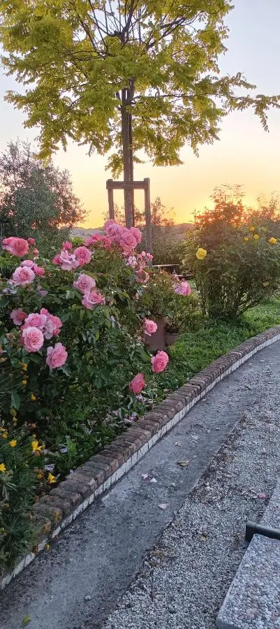 Rose rosa in fiore lungo il vialetto al tramonto